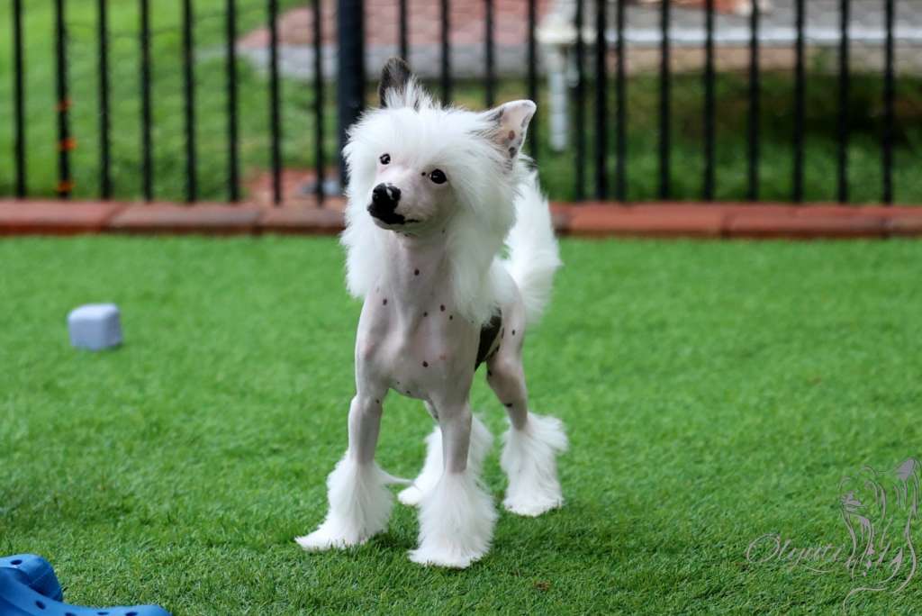 Olyuti's Pain Killer