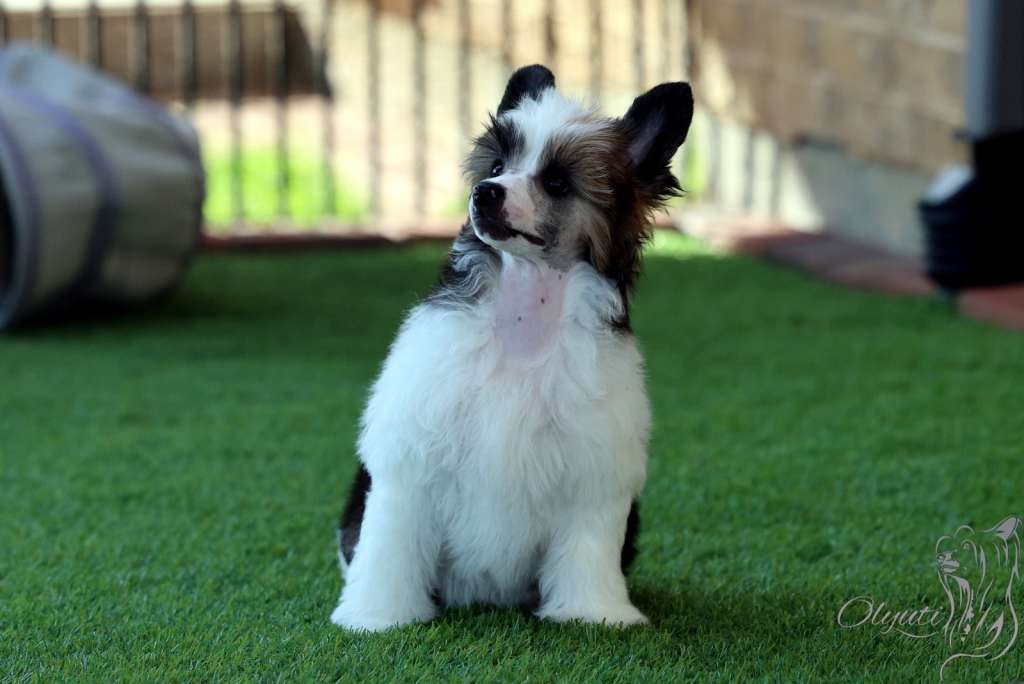 Olyuti's Pancho Villa