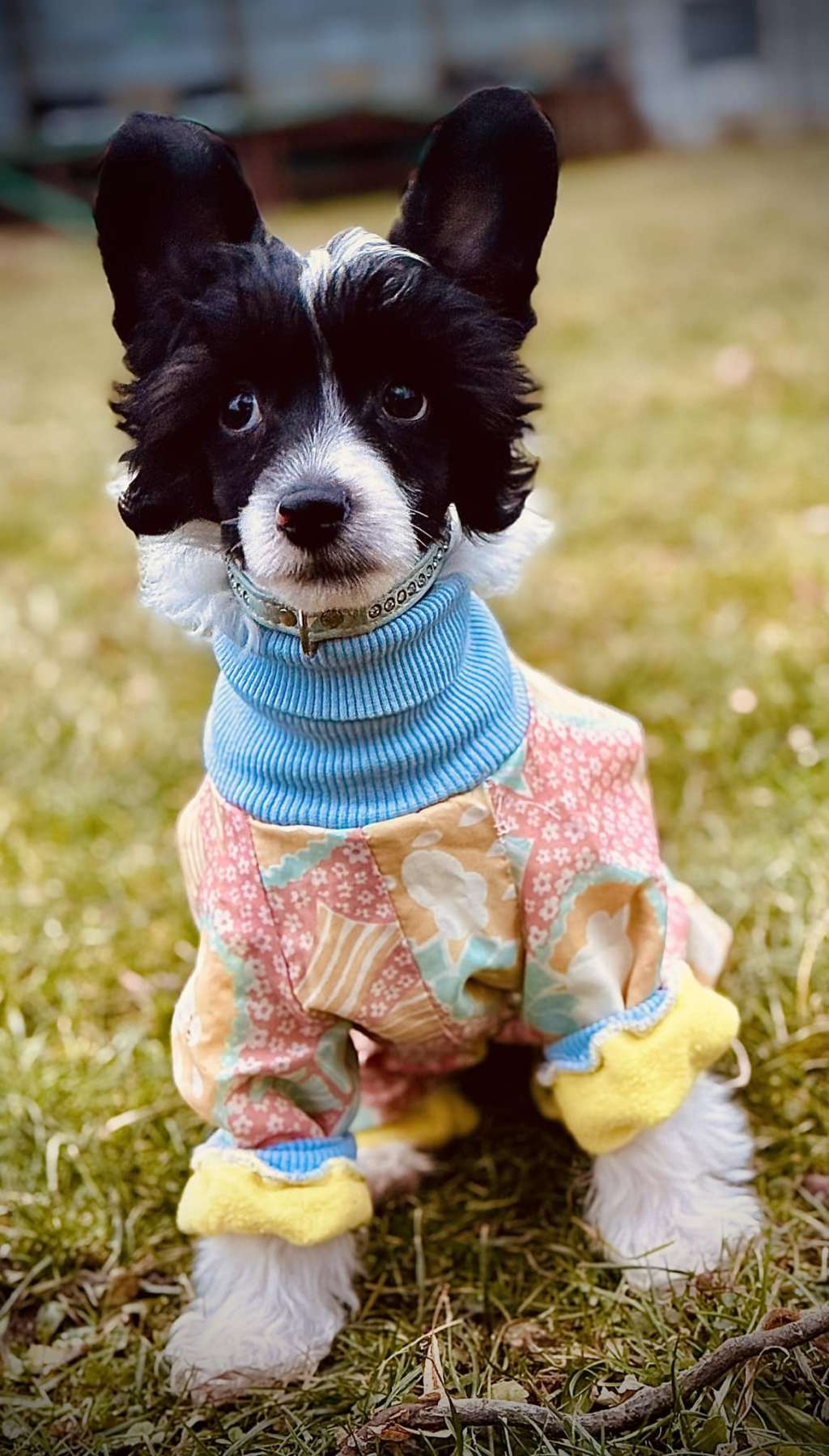 Bentley Walnut Valley