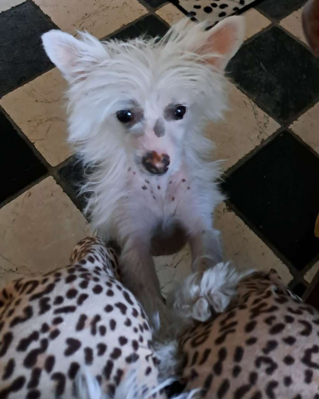 Bibi Little Charmings