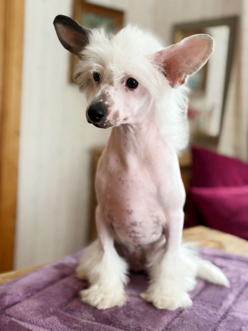 Nomilas Umbrella Man