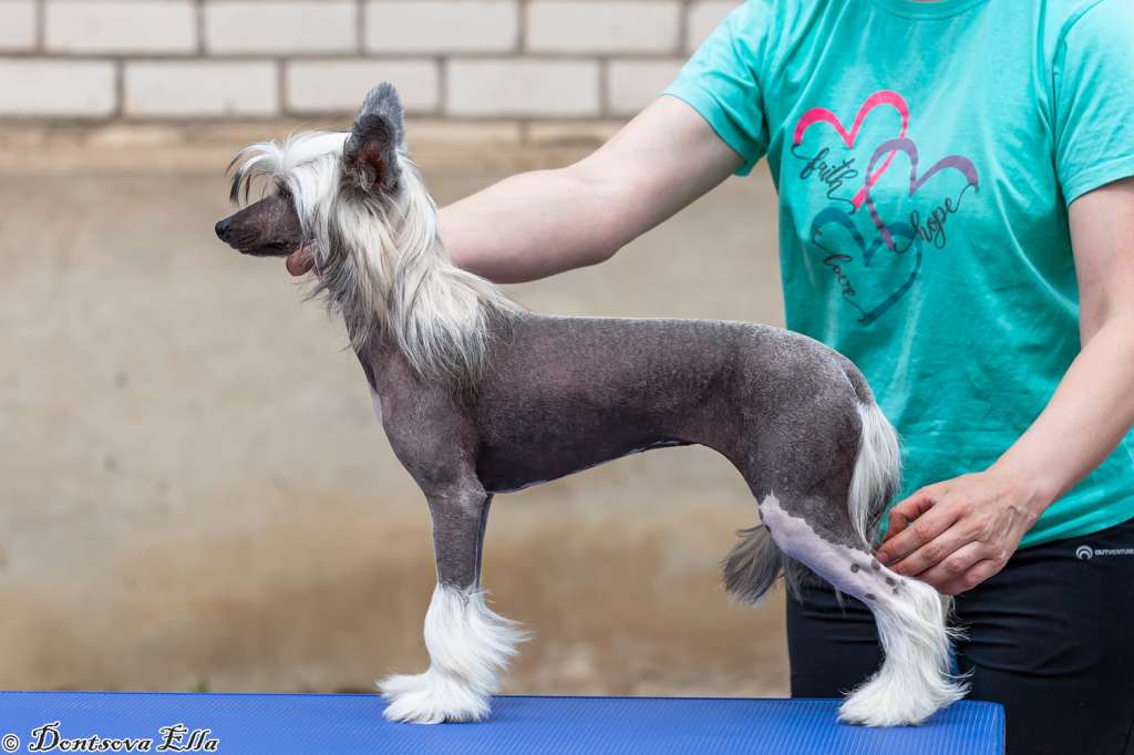 Rafaella iz Sozvezdiya Khana