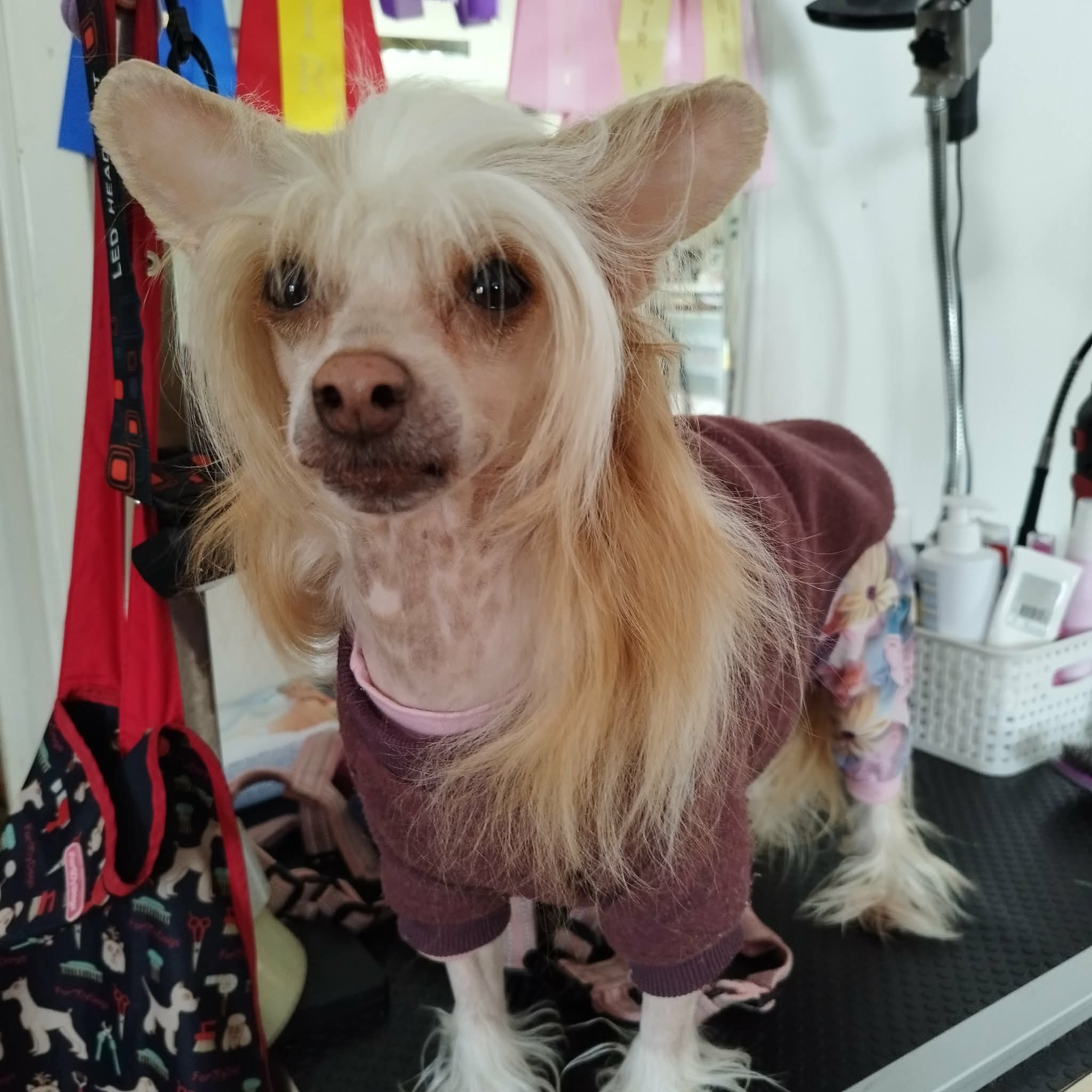 Xodix Google My Sweetie Pie