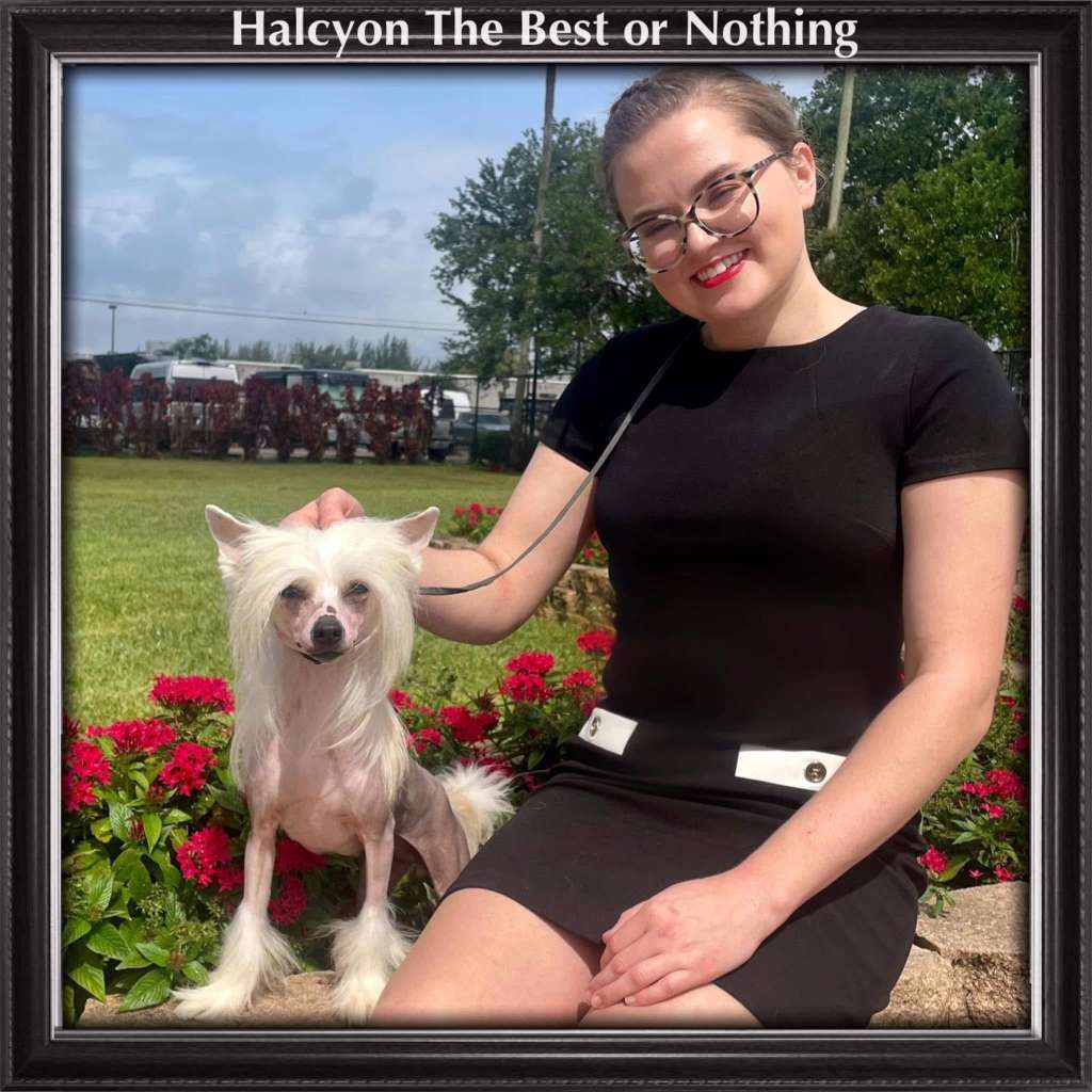 Halcyon The Best or Nothing