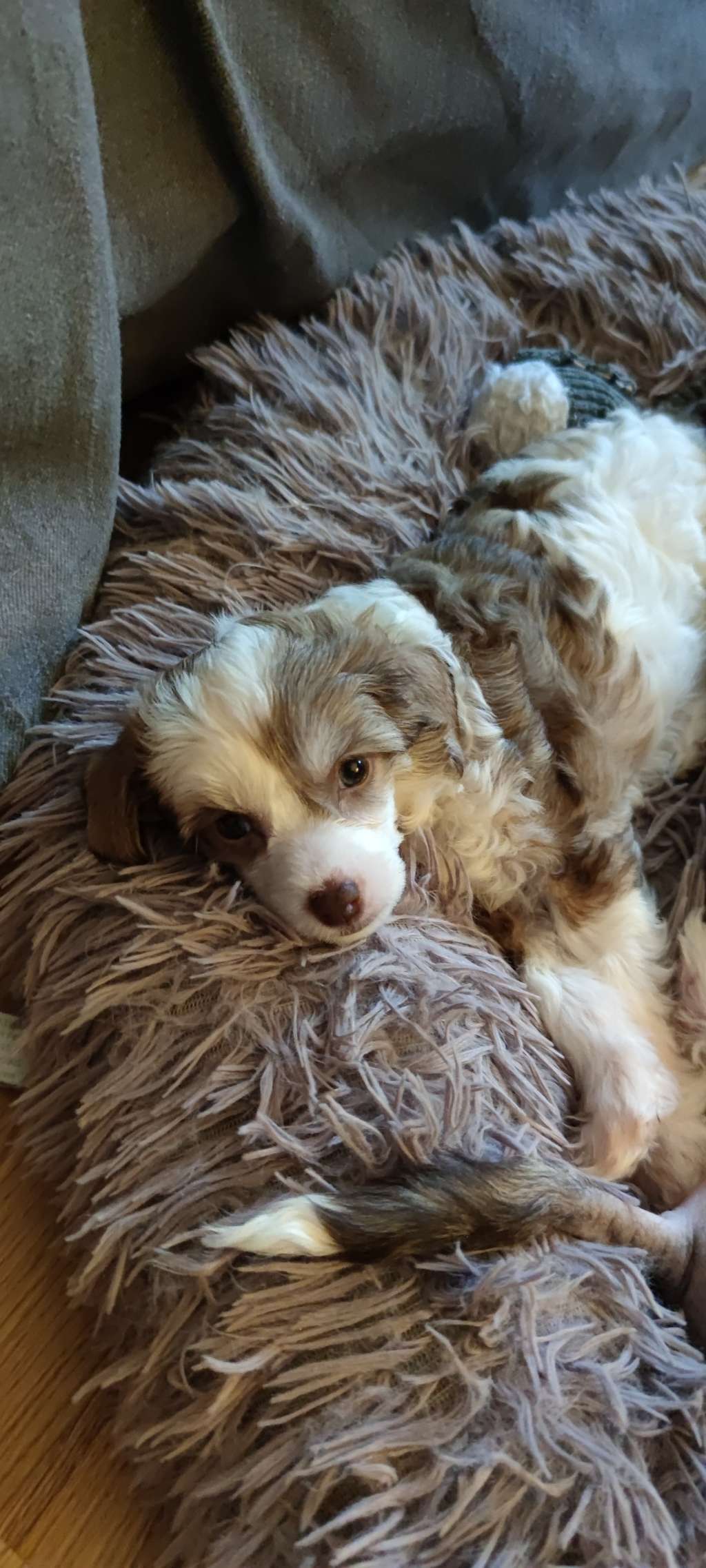 Beautycrest's Above Beauty