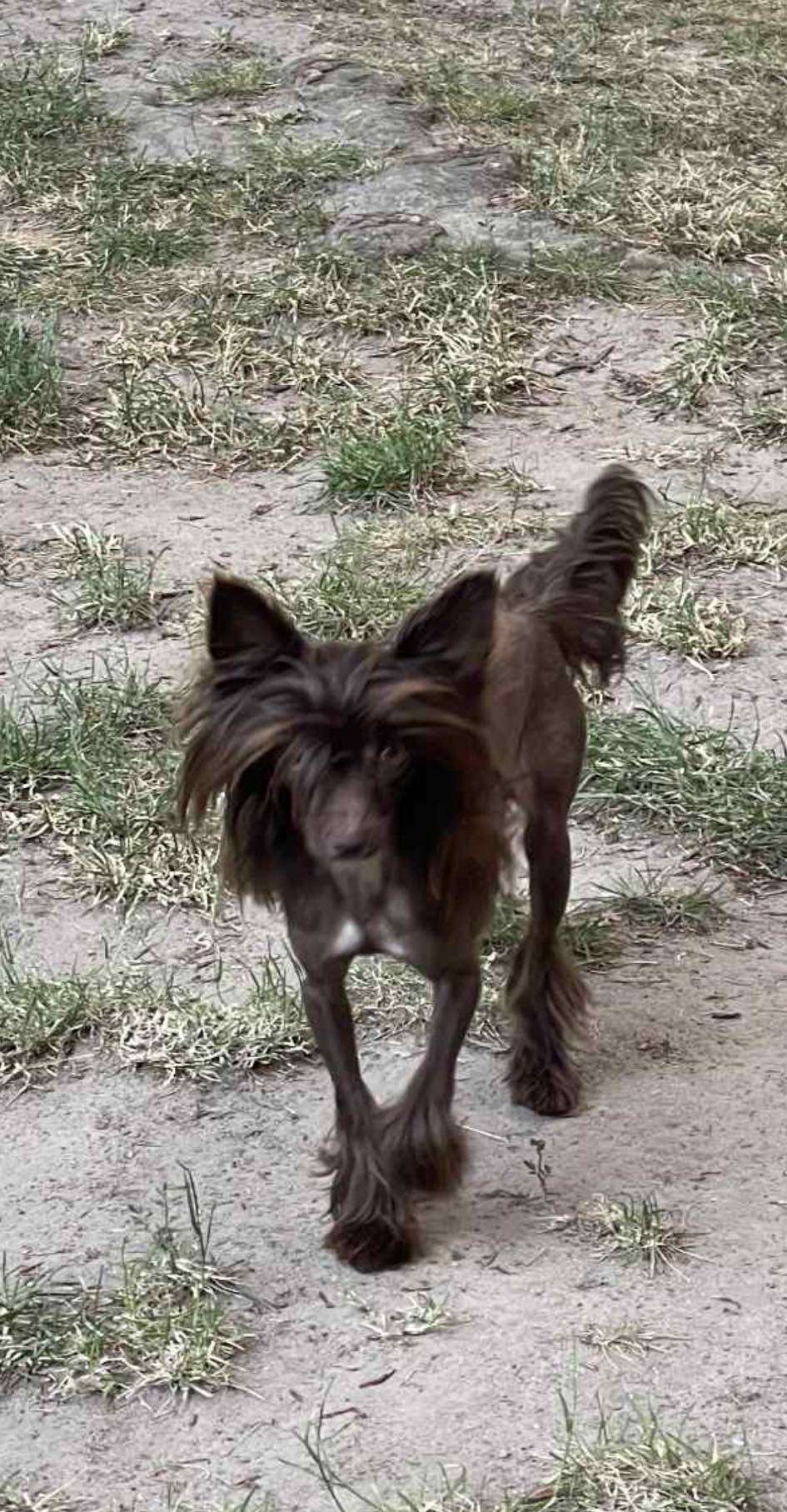 Nymph Favorite Furswood