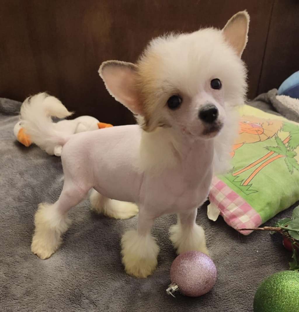 Kasseopeia Margos Victory Star