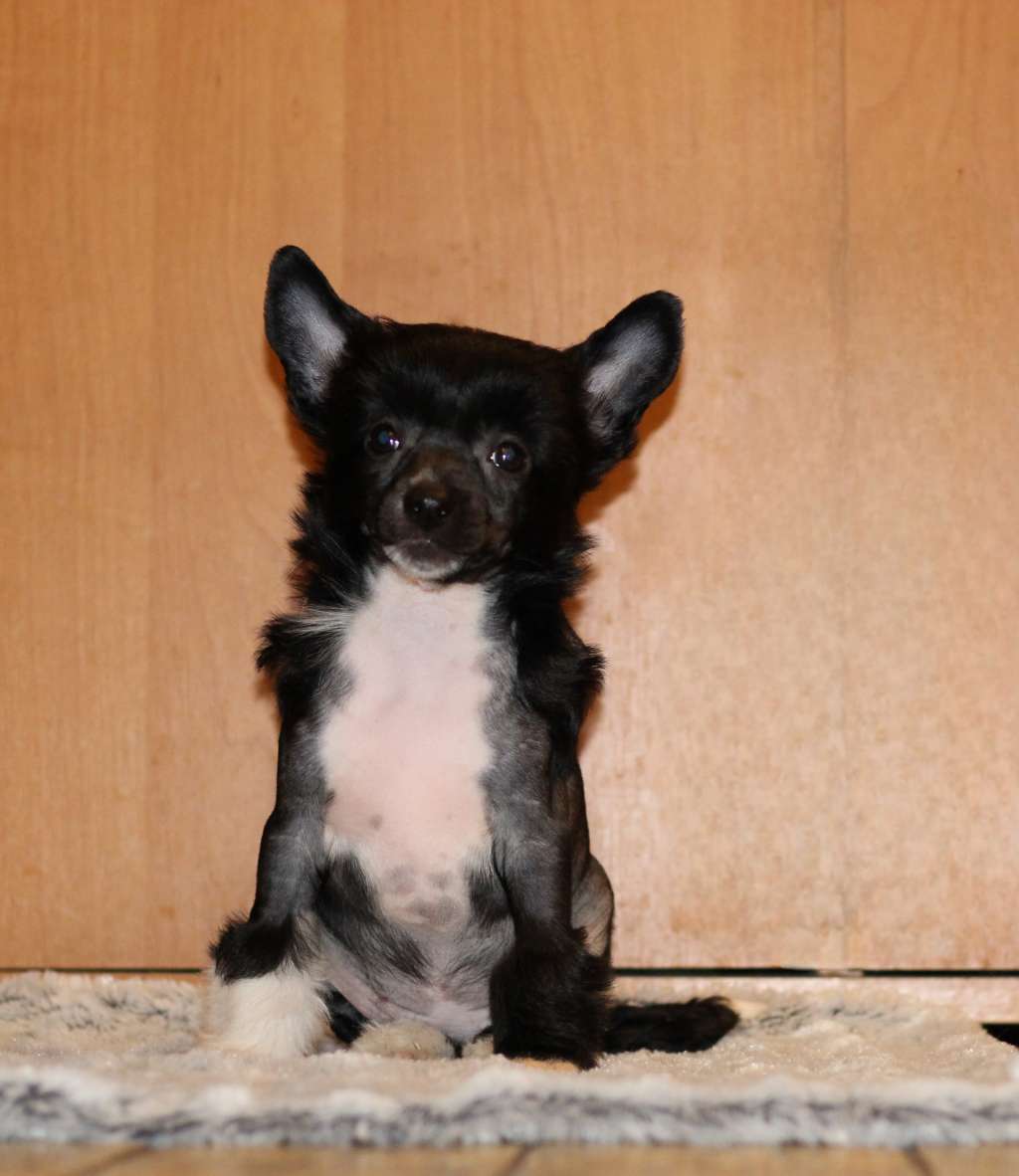 Darkie Jedeansa Viane