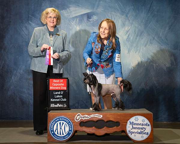 Showy Ladys Man of Steel