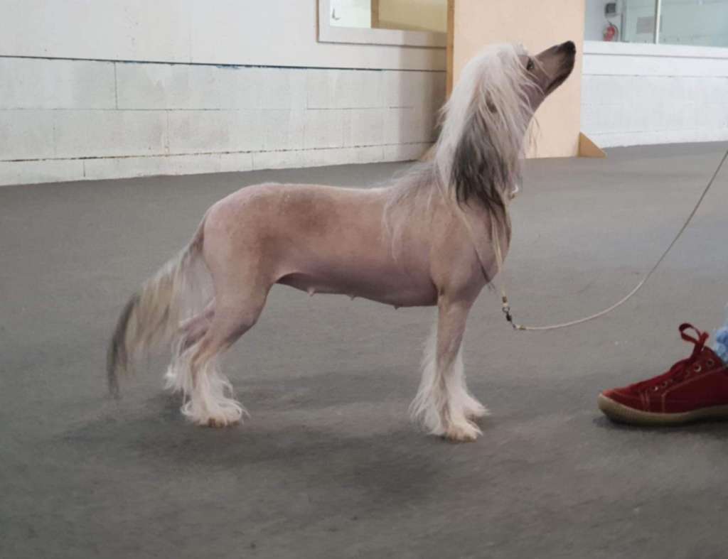 Sinamon Pretty Attina