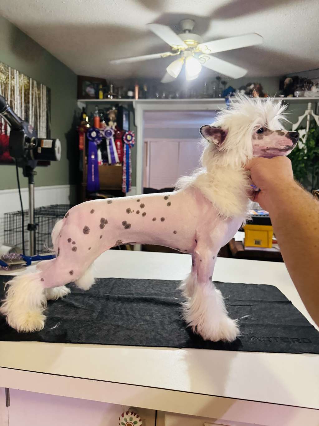 Eleganza?s wielder of a quill