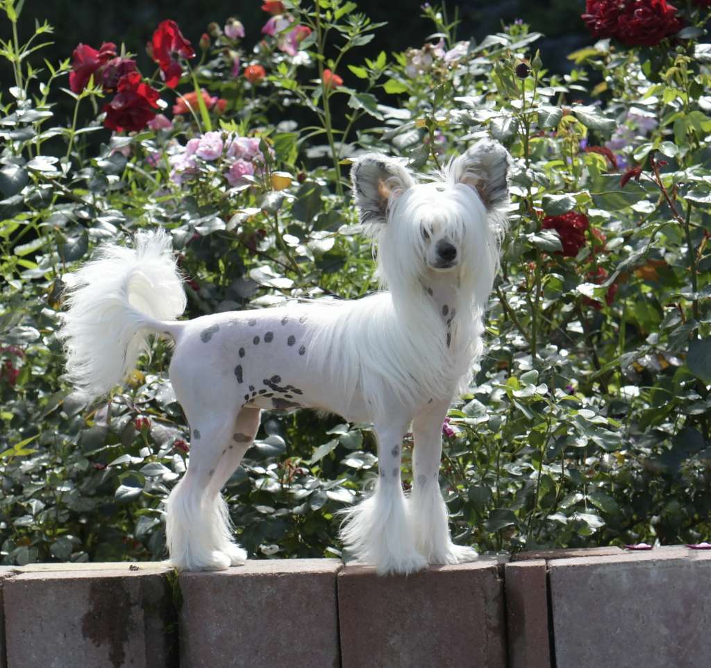 HitLine Ltd Perfect Blonde