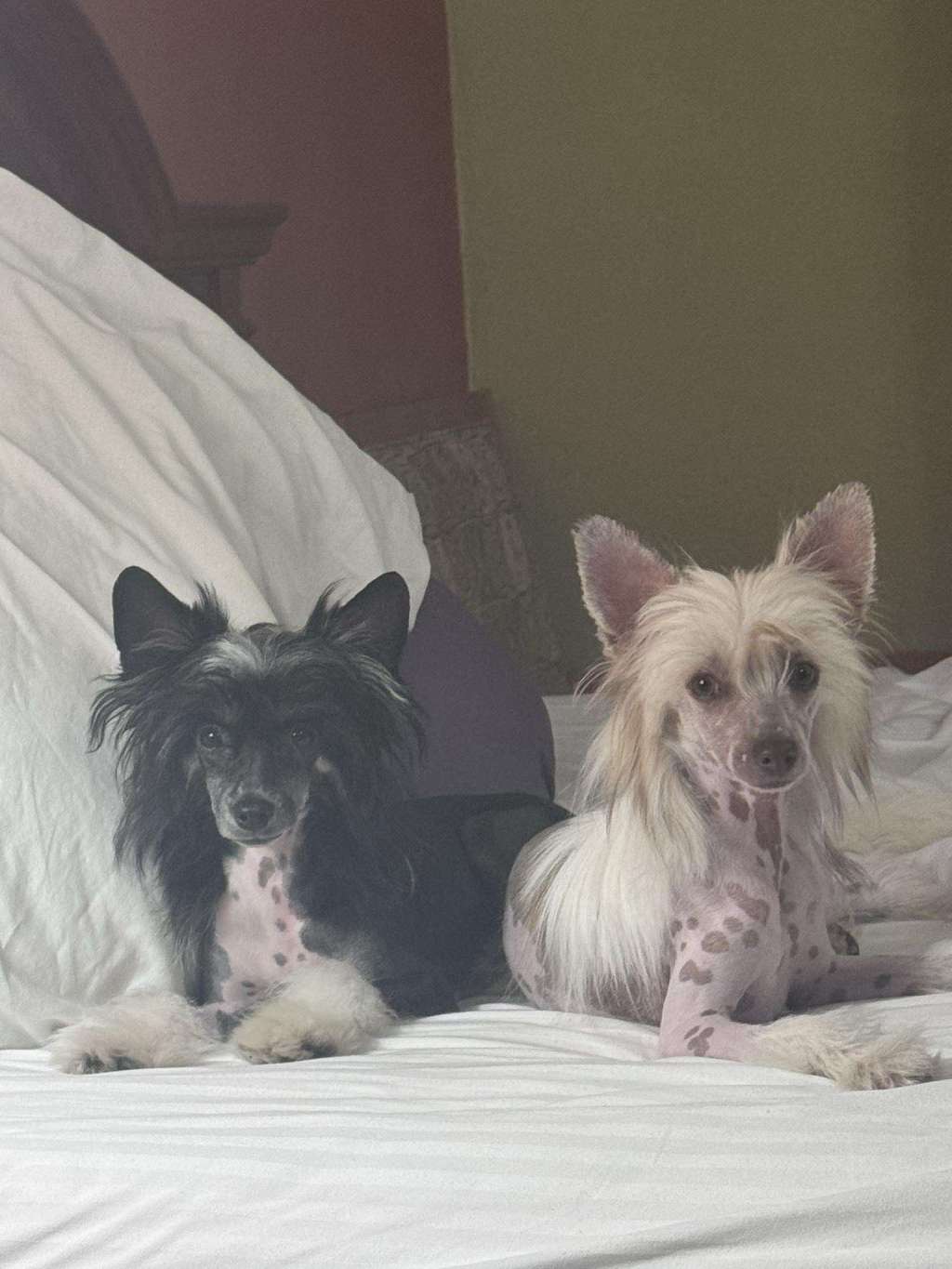 EverCrest's It's Going Down