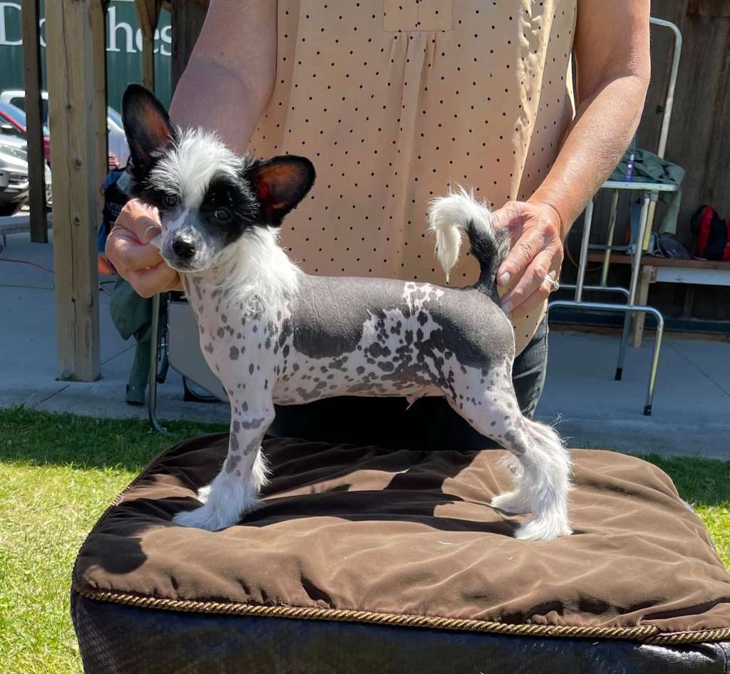 Sassytails Sent From The Gods Apollo