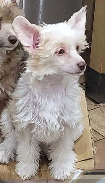 Dazzles Enchanting Daenerys