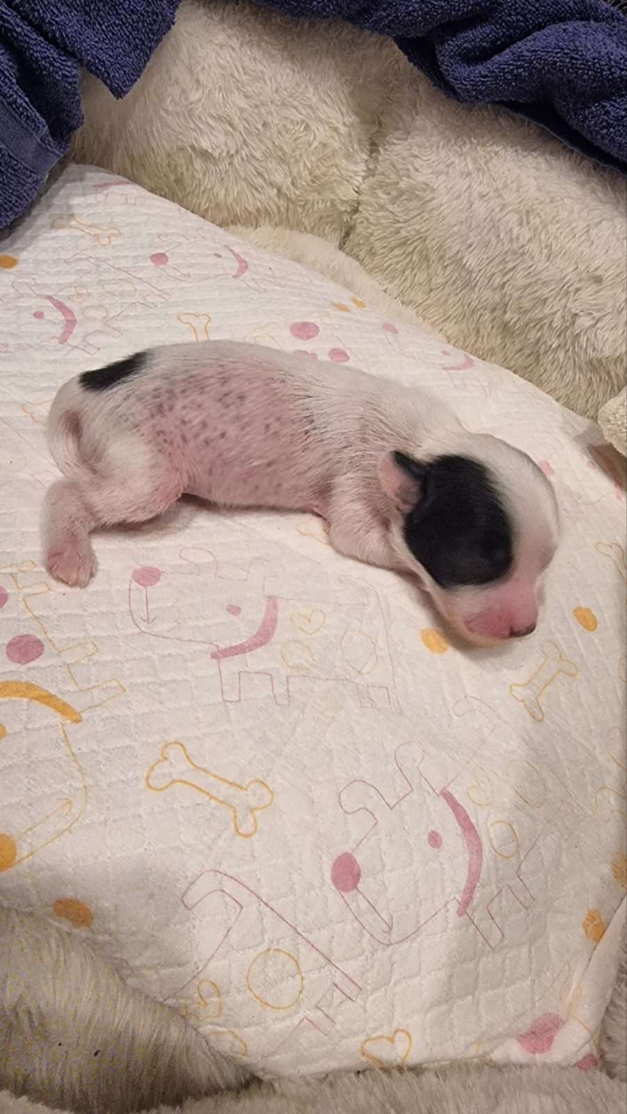 Bentley By Grakstuole