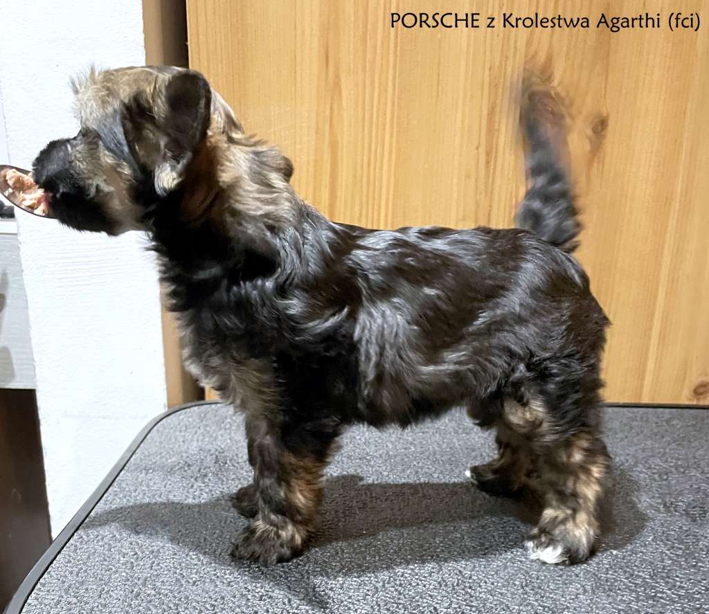 PORSCHE z Królestwa Agarthi