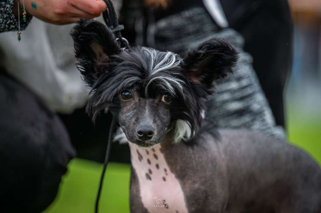 POLARIS z Królestwa Agarthi