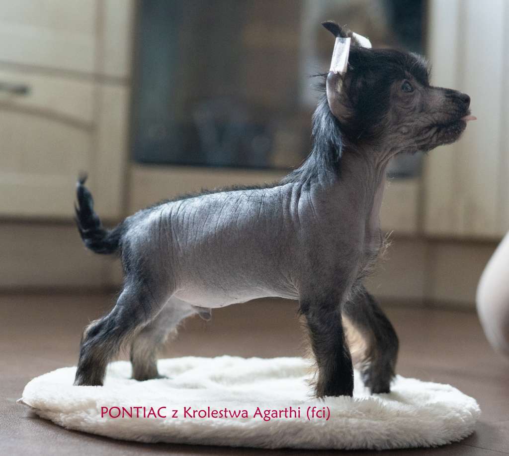 PONTIAC z Królestwa Agarthi