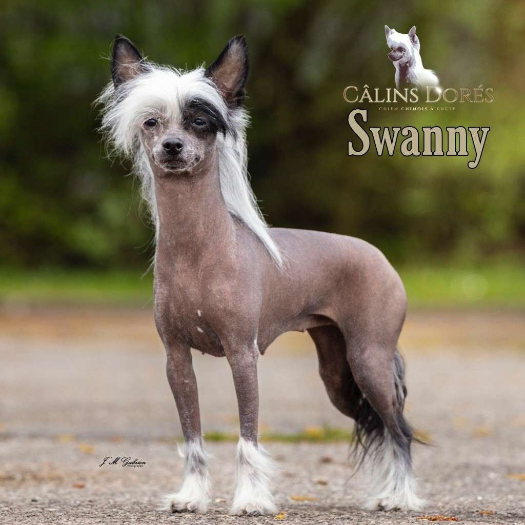 Swanny des Calins Dores