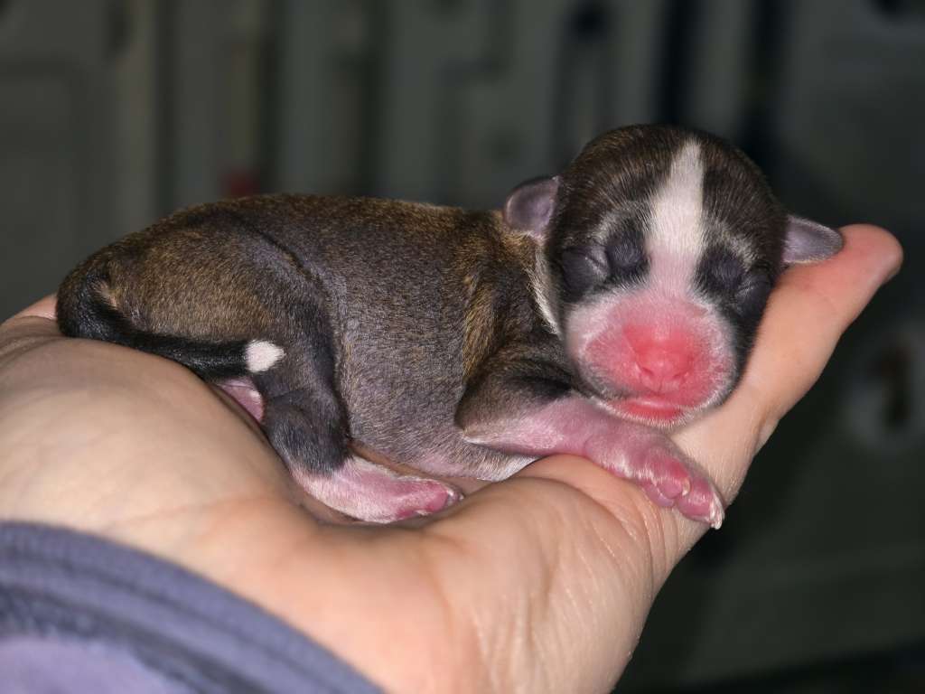 Da'Nova von den Weinbergswölfen