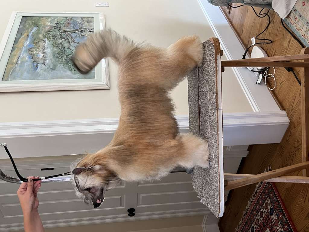 Bessitos Savior of the Universe