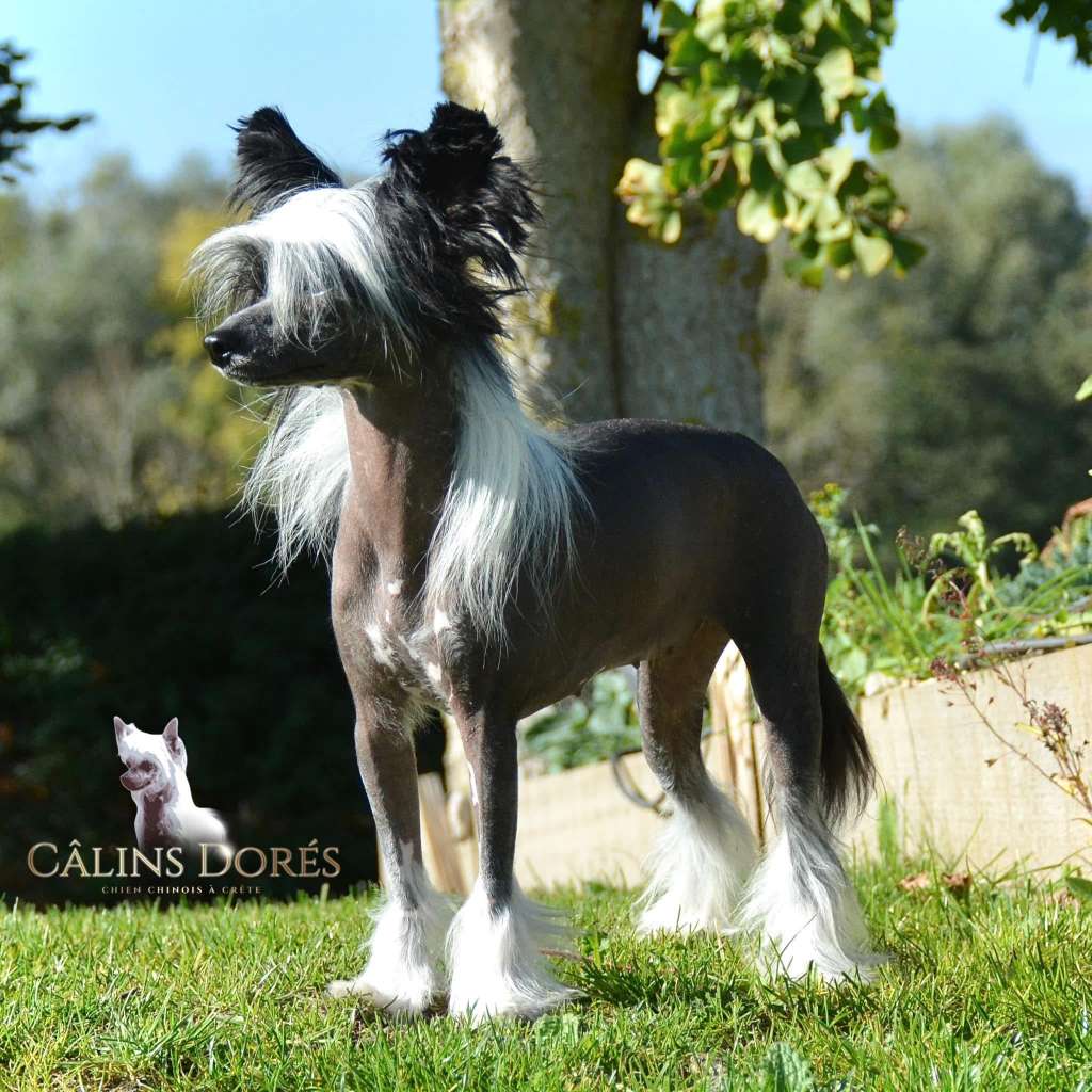 Sibylle des Calins dores