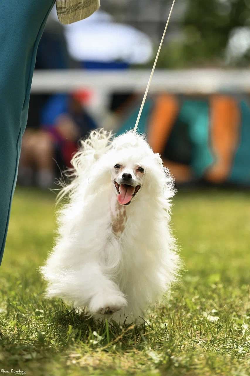 Lantatita Marydance Winning Smile