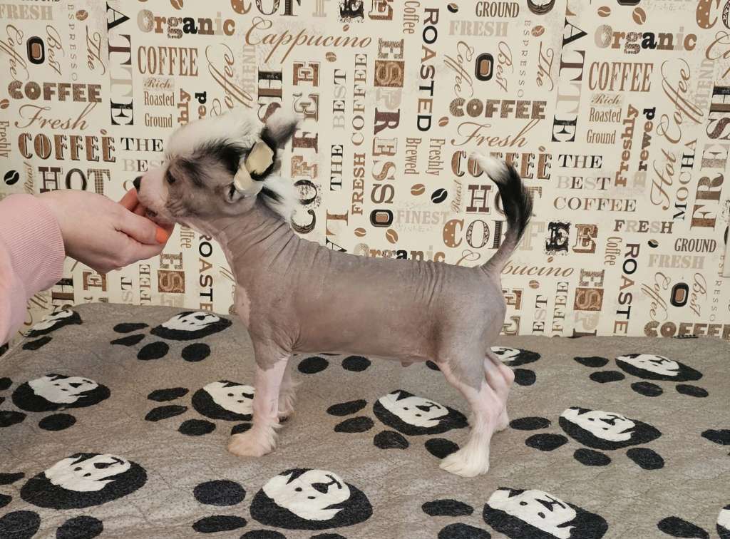 Pinky Twinky The Highwayman