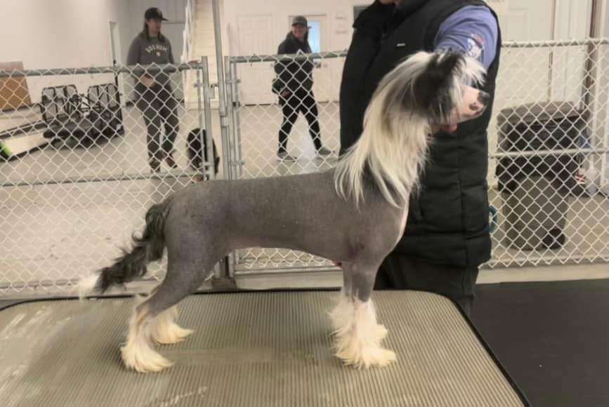 Taja Devil in a Blue Dress