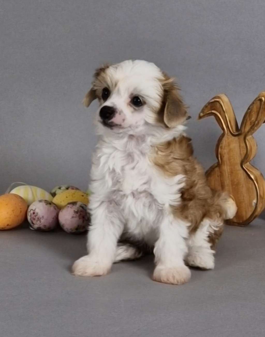 Salvio Hexia von Natelberg