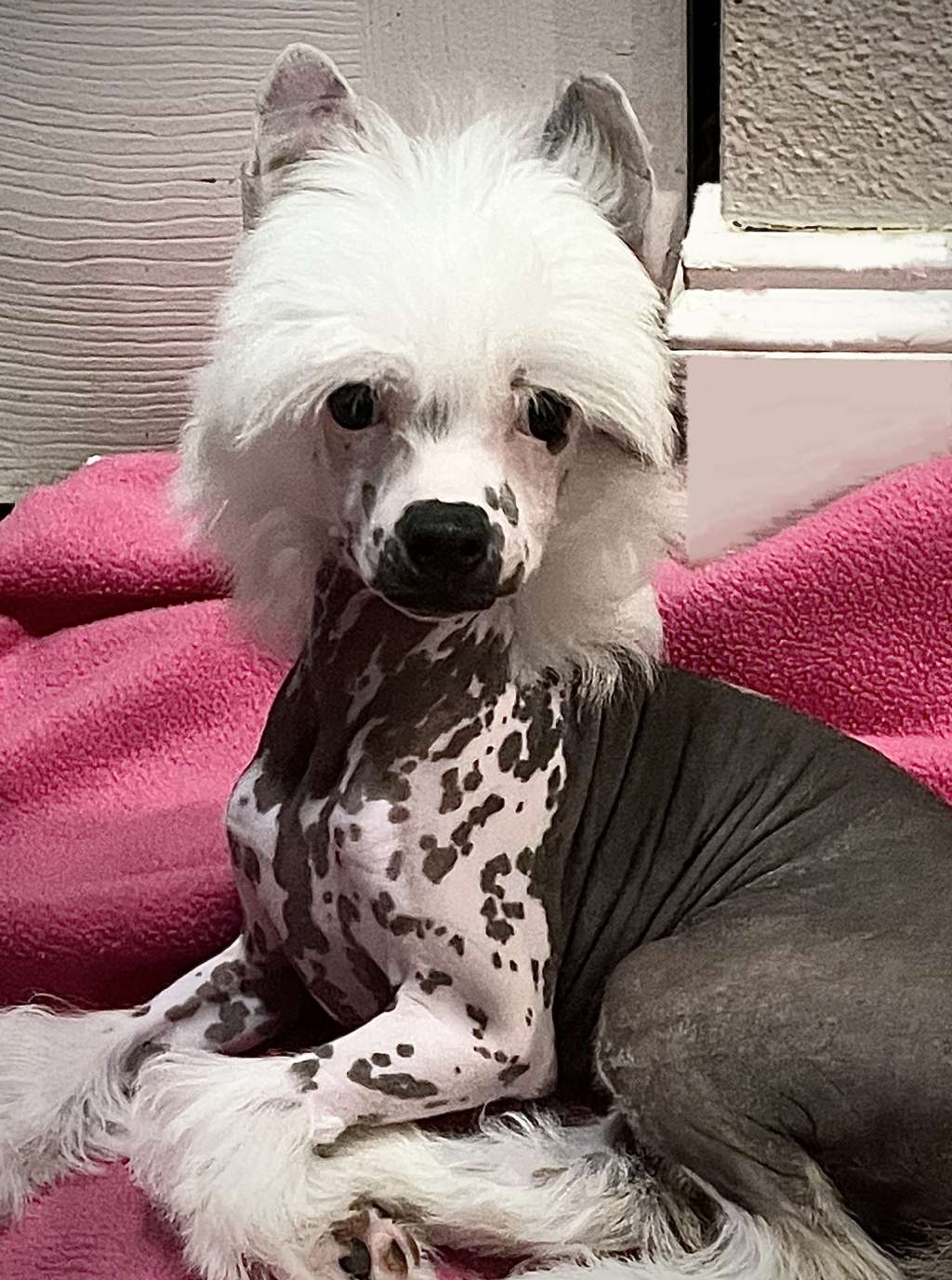 Altacrest Palmetto Fire and Life