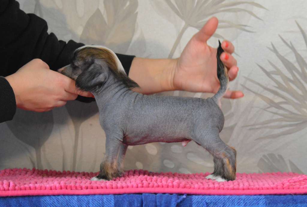 Sukansyöjän Cosmic Dream