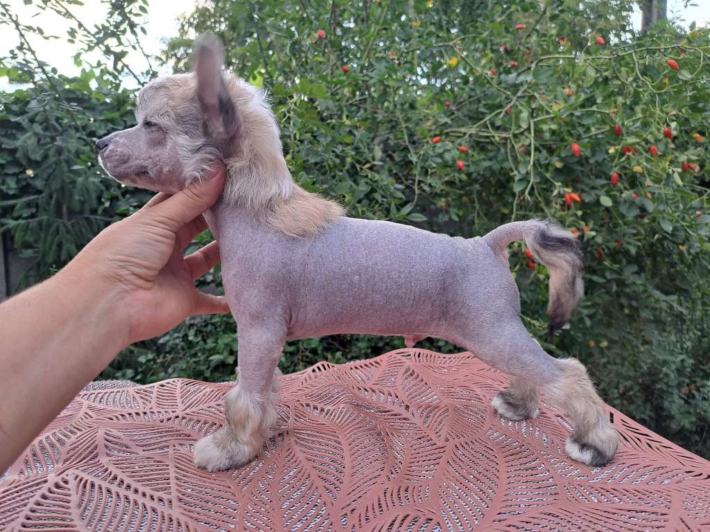 Smok Wawelski Sasima