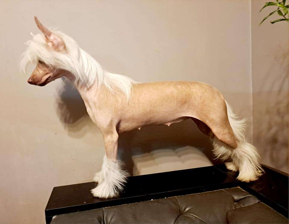 Harmonia Zmyslow Sasima