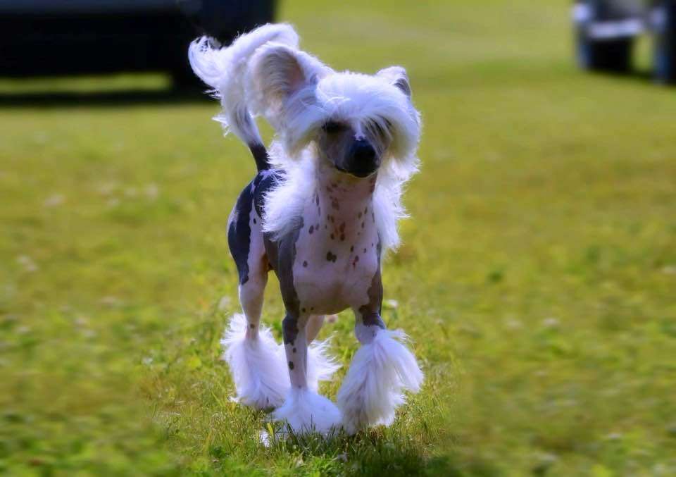 Yorkhouse Taja Dominic