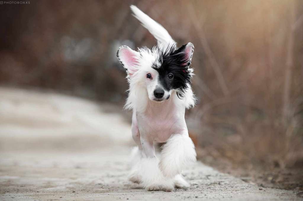 Taking Ledy Dneprovskoye Solntse