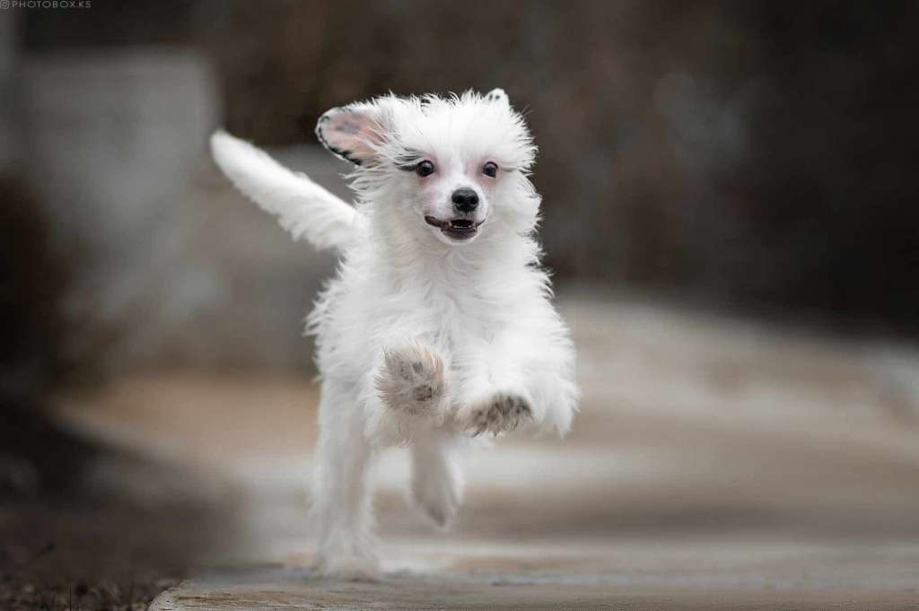 Tiffany Dneprovskoye Solntse