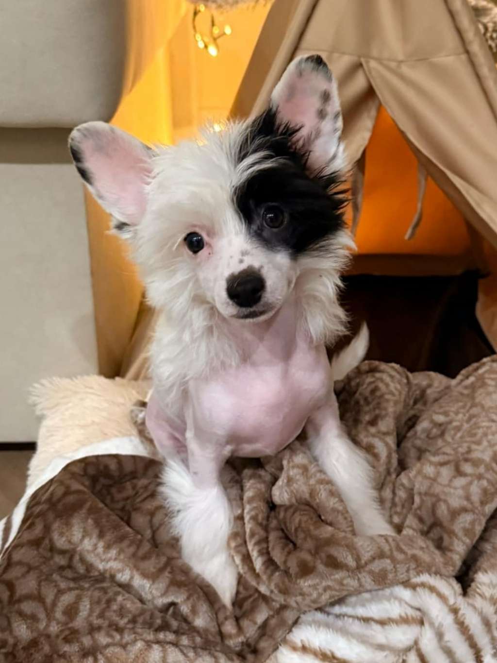 Icing Sugar Cherished Dream