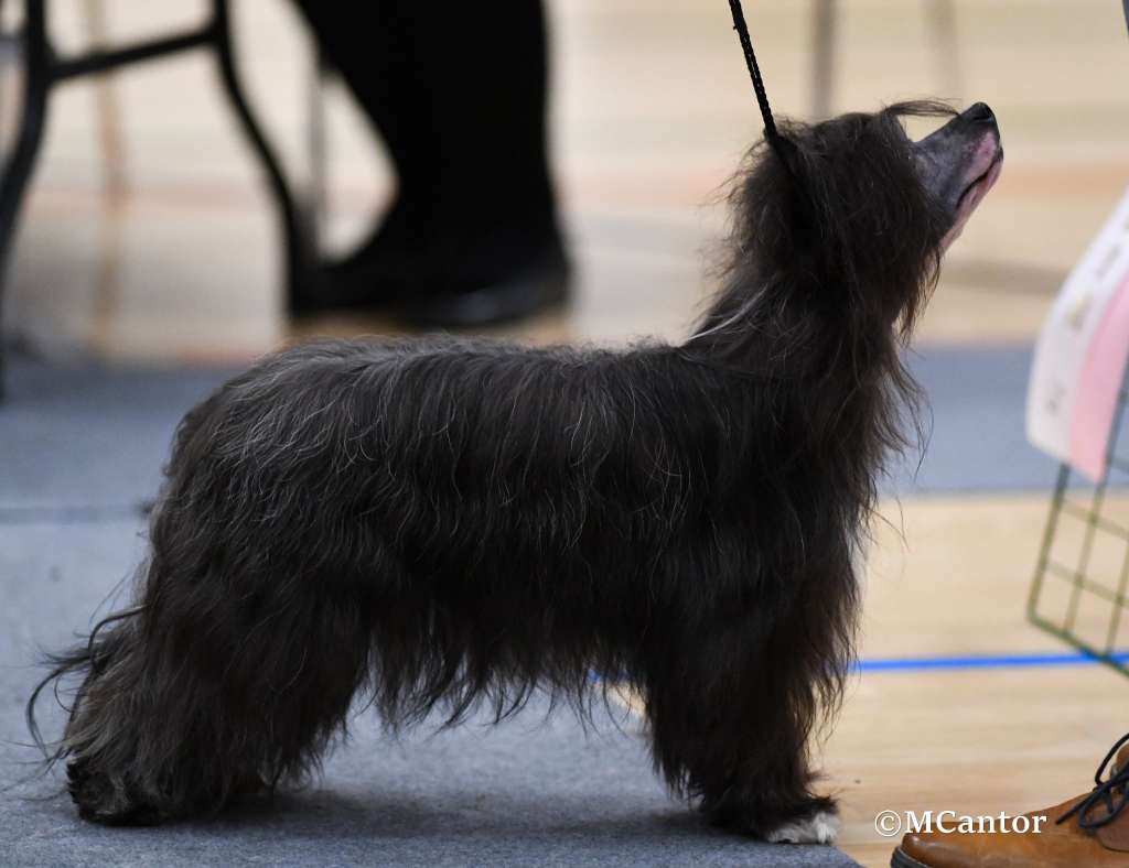 Nohair's ark only one