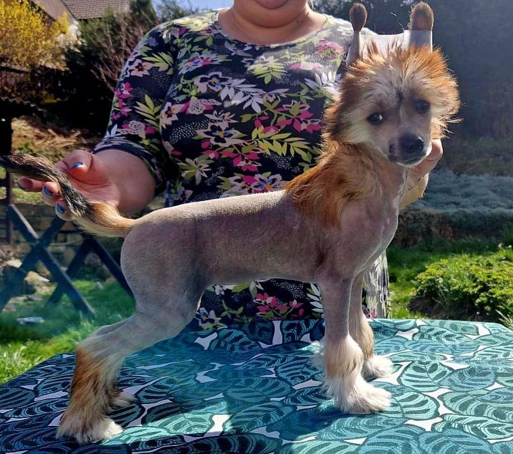 Golden Melody Ze Zlocistego Raju