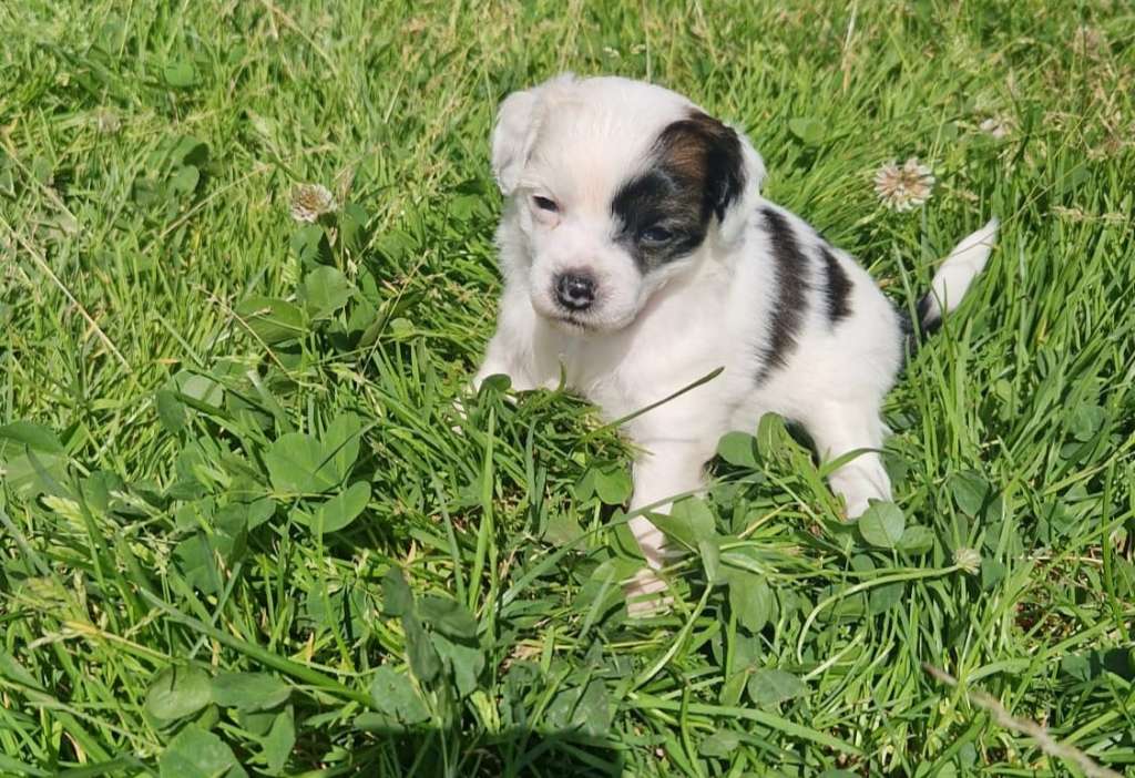 Hedwiga Ze Zlocistego Raju