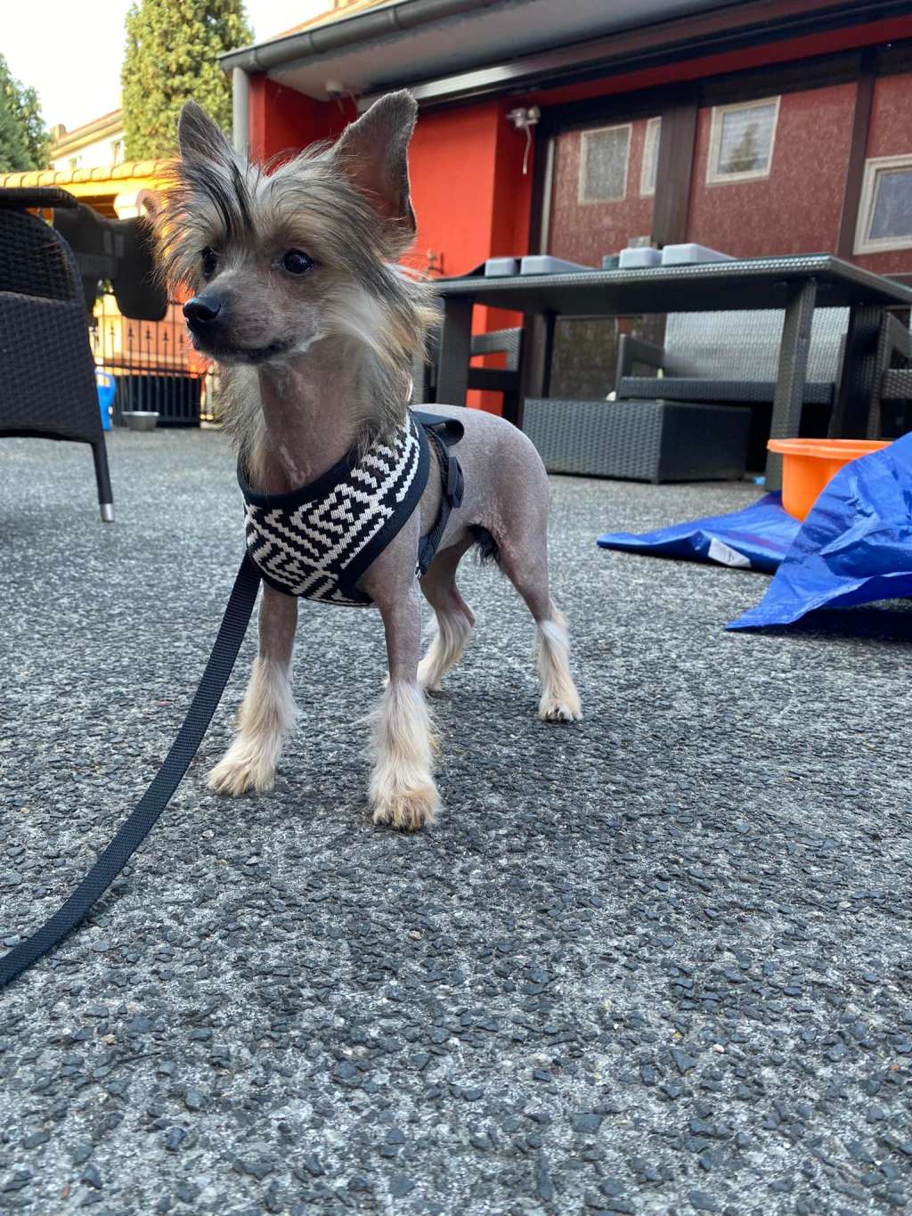 Elza Ze Zlocistego Raju