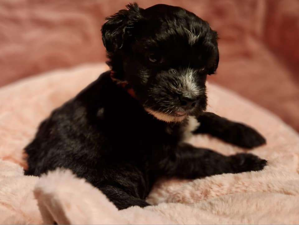 Elena Ze Zlocistego Raju