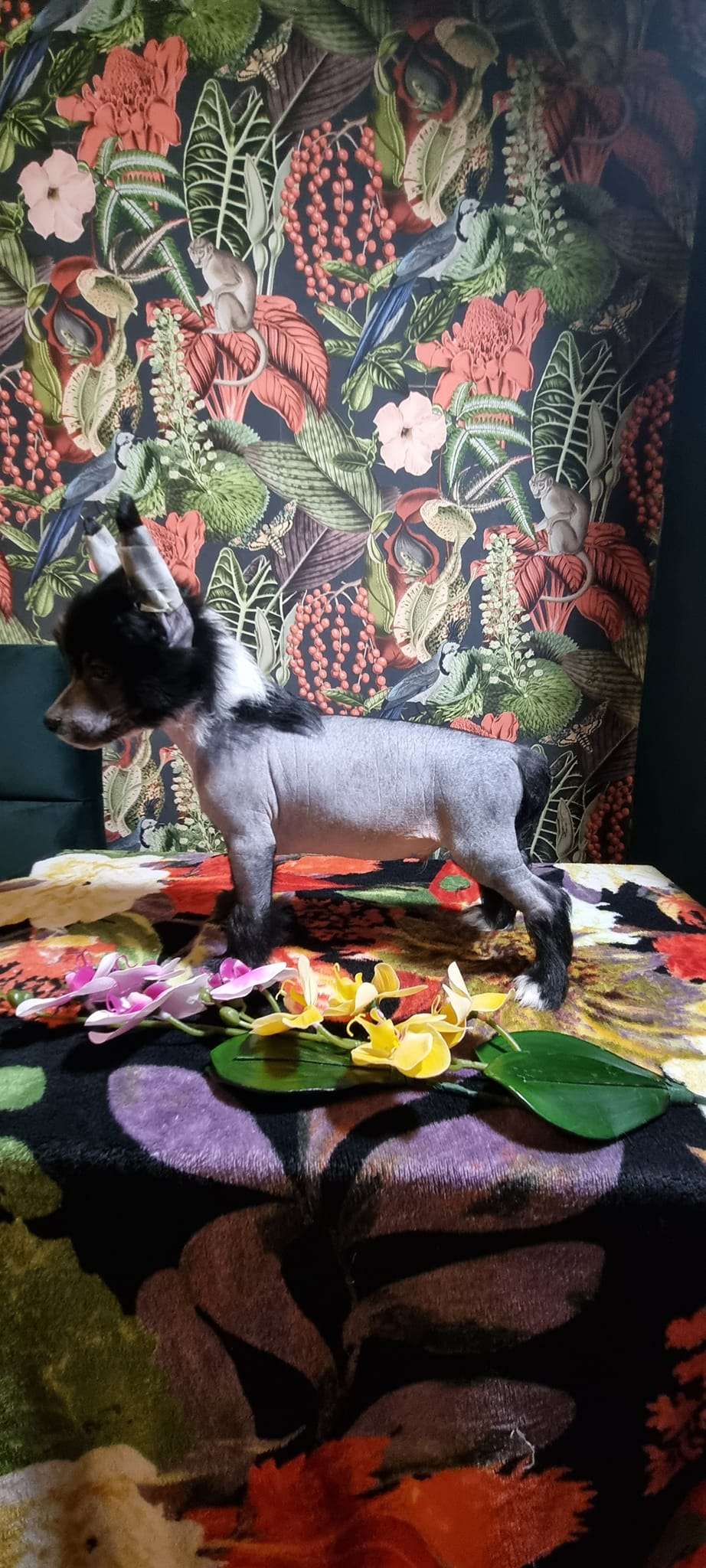 El Profesor Ze Zlocistego Raju