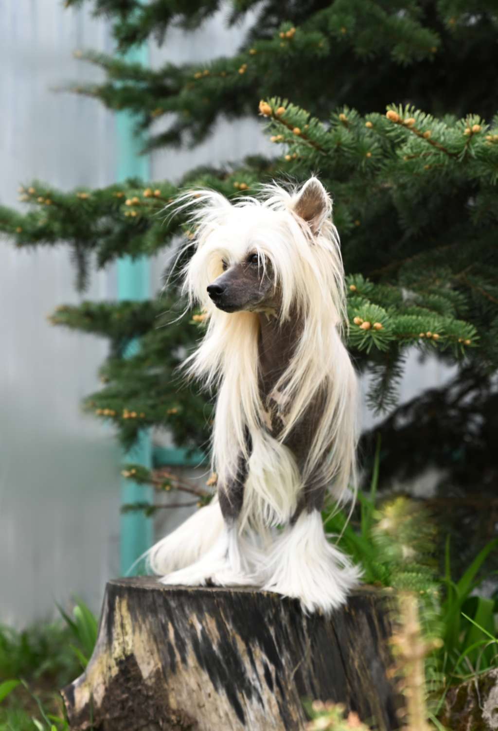 Baikal Dream Real Rockett