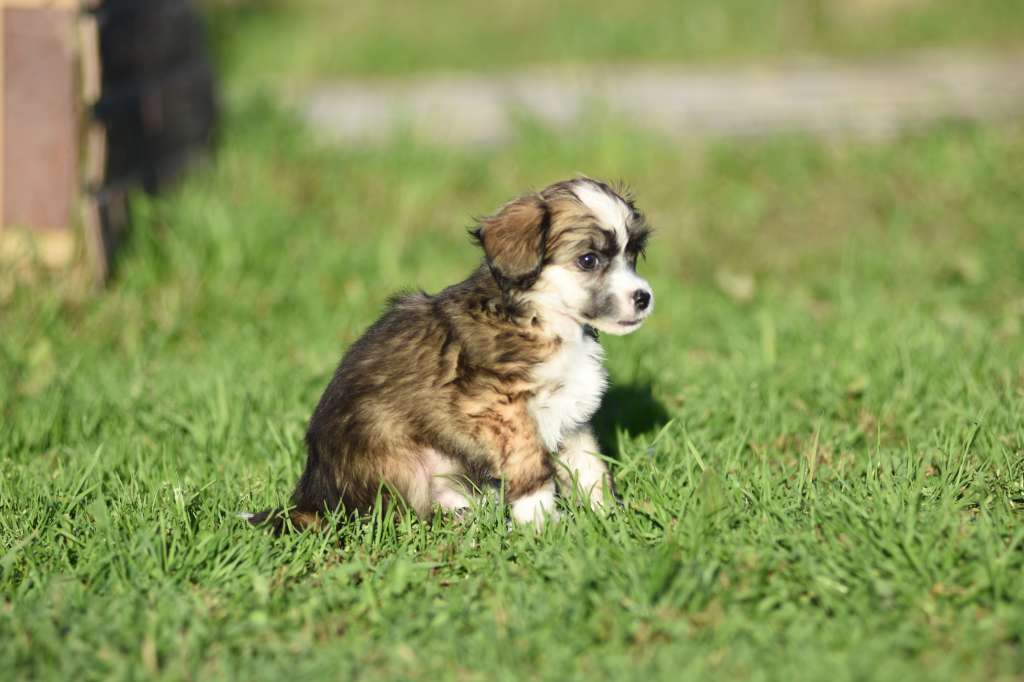 Baikal Dream Raser Ring