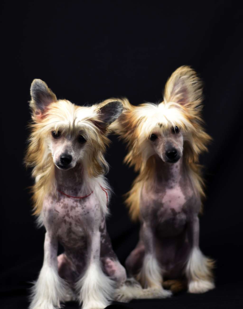 Baikal Dream Rock Diva