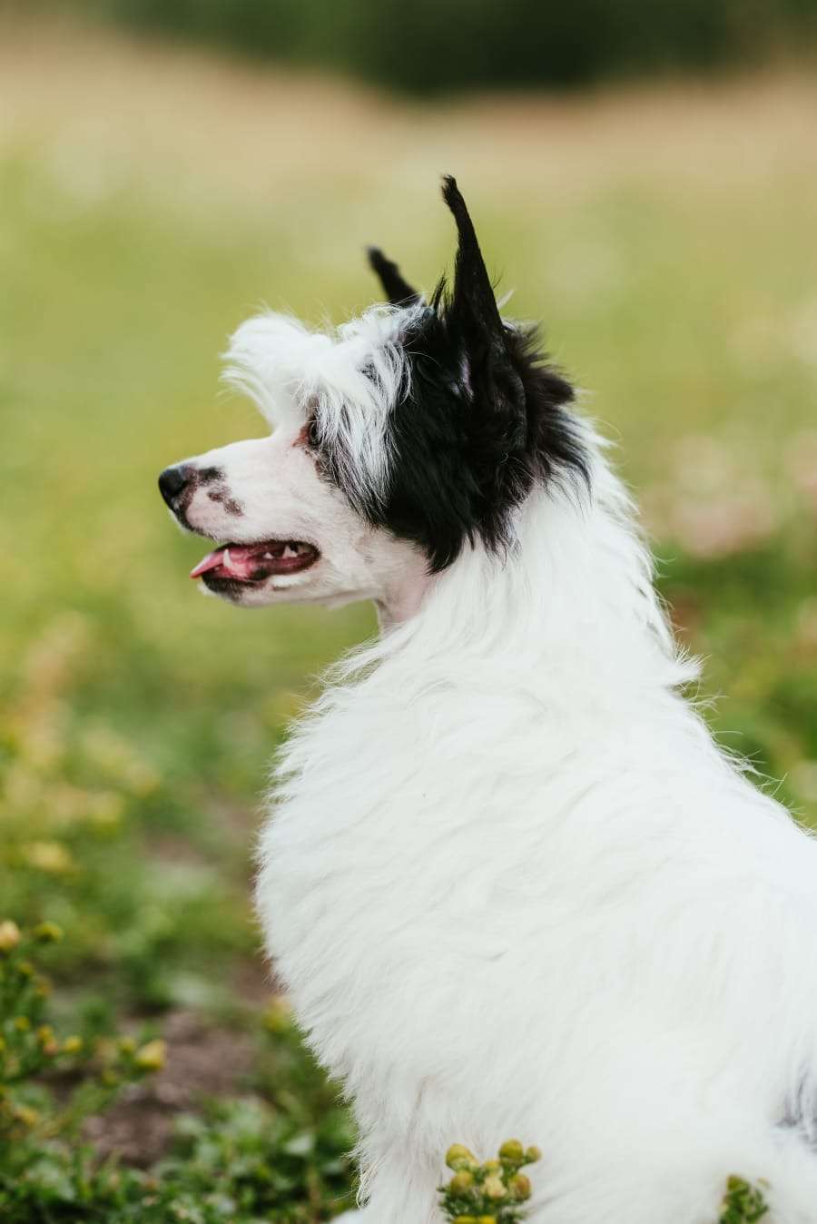 Finhani Cottoncandy Avalanche