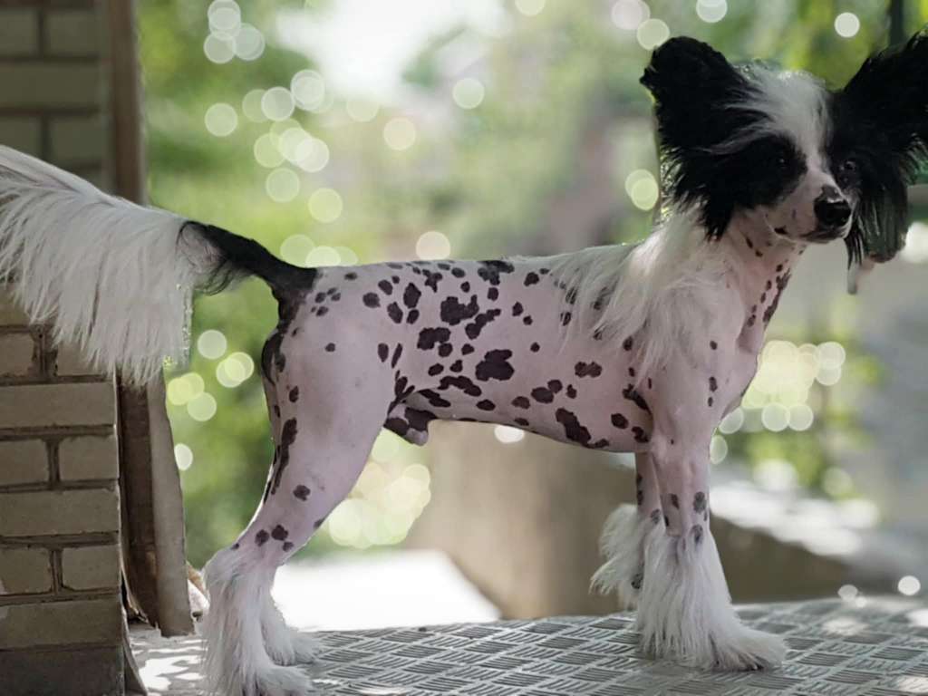 Zest Dneprovskoye Solntse